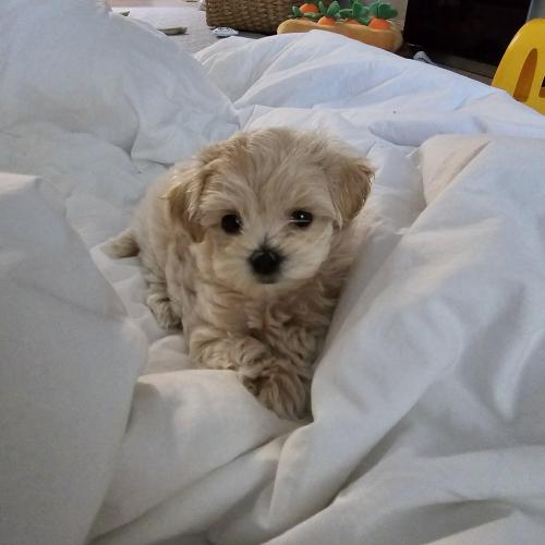 말티푸 아이 잘 키워주실 가족 찾습니다