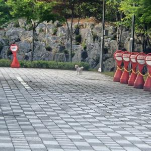 시츄보신분요ㅠ