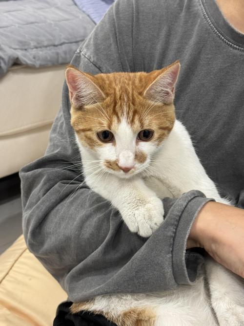 치즈 수컷 주인 찾아요