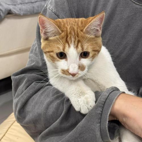 치즈 수컷 주인 찾아요