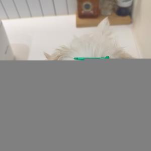 역변 없는 테디외모 말티푸 아가 소개드립니다