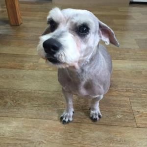 청주  슈나우져 암컷 찾아요