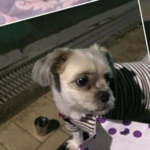 경기 성남동 초.중 학교 근처에서 잃어버린 시추 소망이를 찾습니다!