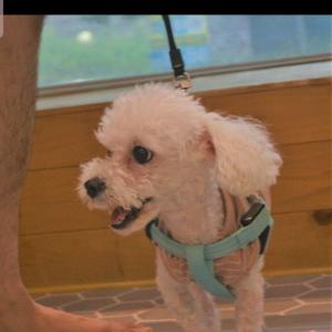 부천 흰색강아지 잃어버렸어요