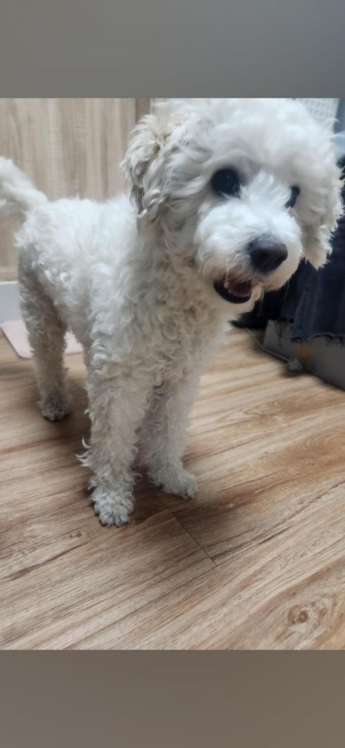 비숑프리제, 장모치와와 키워주실 분 찾습니다