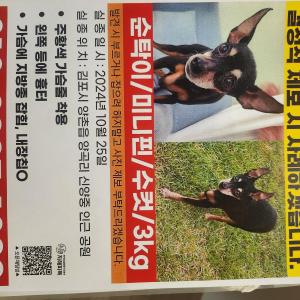 미니핀 찾습니다