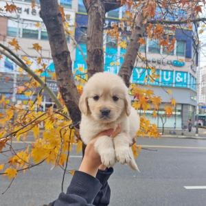강아지분양 김포강아지분양 골든리트리버분양 천사같은 대왕 인절미!! 골든리트리버 분양보내요~