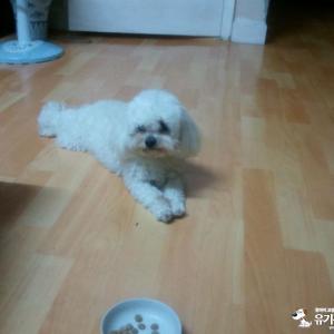 말티즈 여아 찾아요