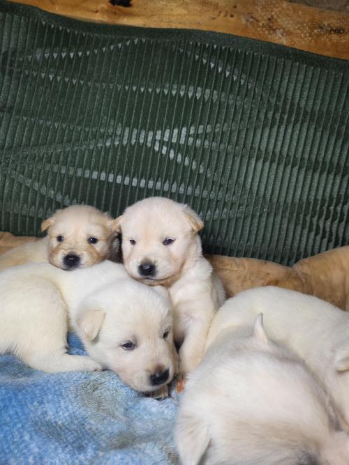 흰둥baby 분양합니다(경기도 여주)