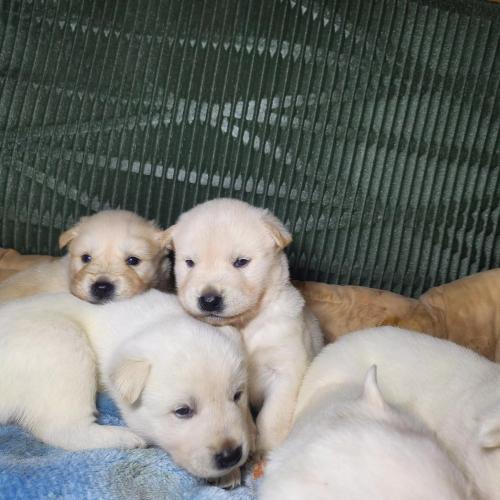 흰둥baby 분양합니다(경기도 여주)