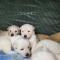 흰둥baby 분양합니다(경기도 여주)