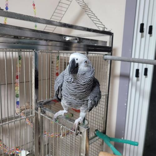 아프리카회색앵무 찾습니다 (성남 고등동)