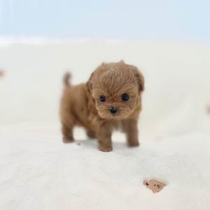 10만원 ) 부산 2개월령 말티푸 분양중입니다