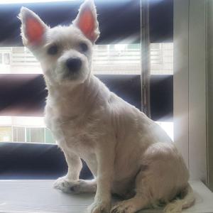 빅토를 찾습니다. 화이트테리어 암컷 중성화 10살