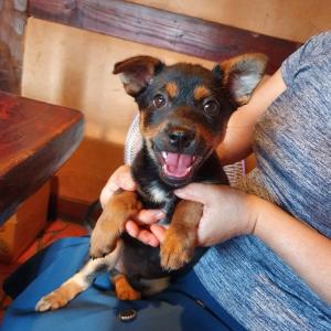 까망이를 찾습니다. 사례함