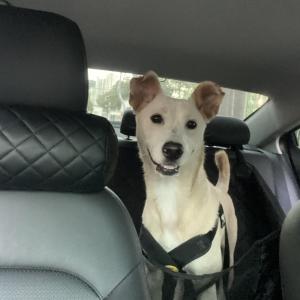 진도믹스견을 찾습니다.