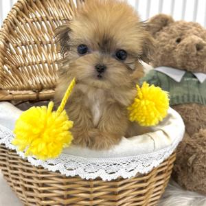 [책임비15만] 2개월 세이블 말티폼 "푸딩이" 가족을 찾아요 ❤