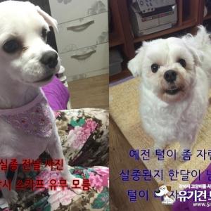 말티즈 수컷 멍멍이