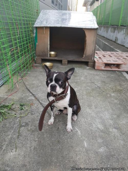 충남 아산에서 보스턴테리어