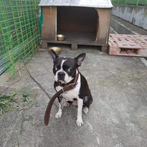 충남 아산에서 보스턴테리어