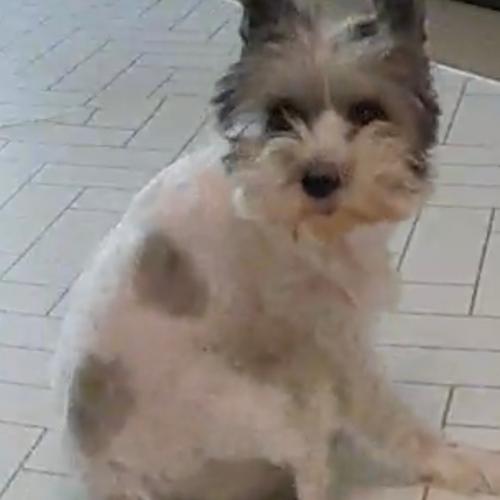 소중한 제 반려견 마음이를 찾습니다(기흥휴게소 부산방면 실종)