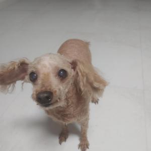 전주 송천동 강아지를 찾습니다 제발 한번씩 봐주세요..