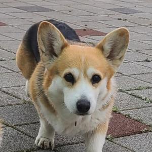 나주 강아지를 찾습니다 (검정색 웰시코기)