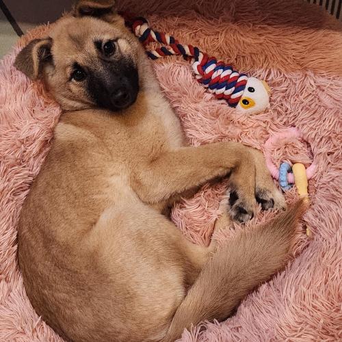 경남진주 새끼강아지 가족찾아요