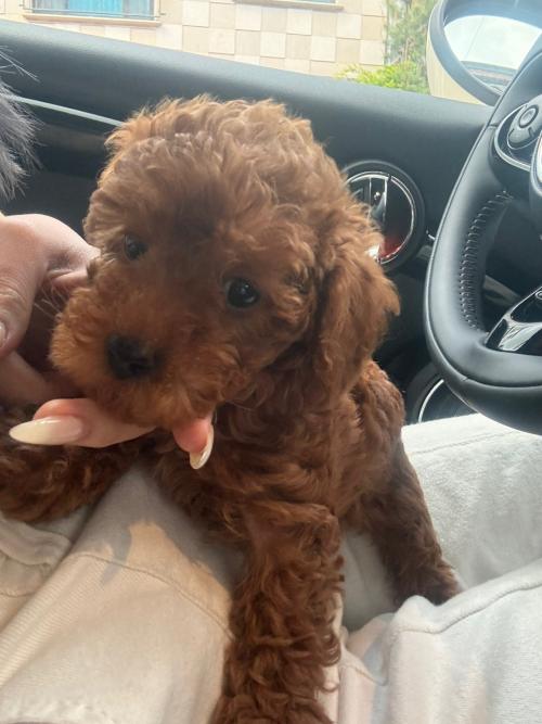 버림당한 푸들아이 끝까지 책임져주실분 ㅠㅠ