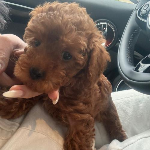 버림당한 푸들아이 끝까지 책임져주실분 ㅠㅠ