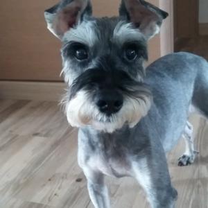 시흥시 정왕동 슈나우져 찾아요~