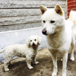 진돗개와 푸들이 같이 사라졌어요 전북익산입니다