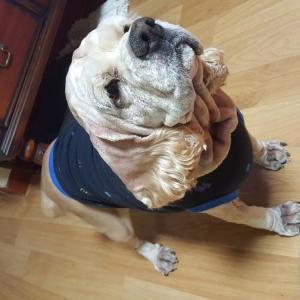 코카스파니엘 찾아요(안영동,사정동,산정동주변