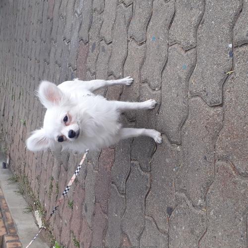 시흥시 정왕동 예당마트 앞에서