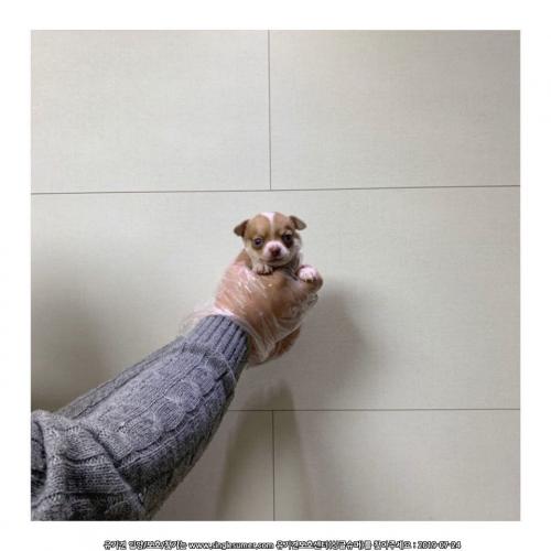 치와와 3달된 애기 분양합니다 ㅠㅠ