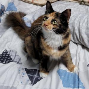 고양이를 찾습니다