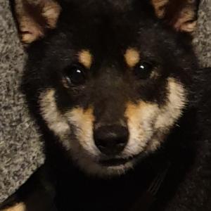 서울시 은평구 갈현동 시바견_블랙탄  찾아요