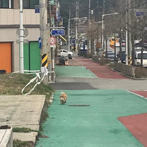 목격)전북 남원 도통동 포메라니안