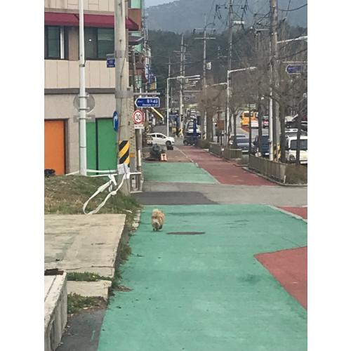 목격)전북 남원 도통동 포메라니안