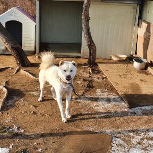 풍산개 3살 수컷(남촌동)