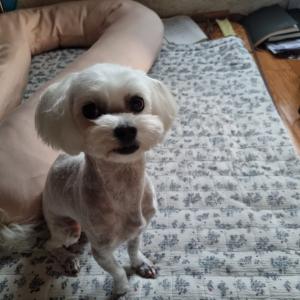 승학산에서 하얀색 말티즈를 잃어버렷어요.