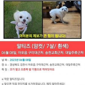 구미대 근처에서 가출한 말티즈 여아 찾아요