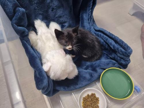 아기 고양이 임보나 집사되실분 찾아요