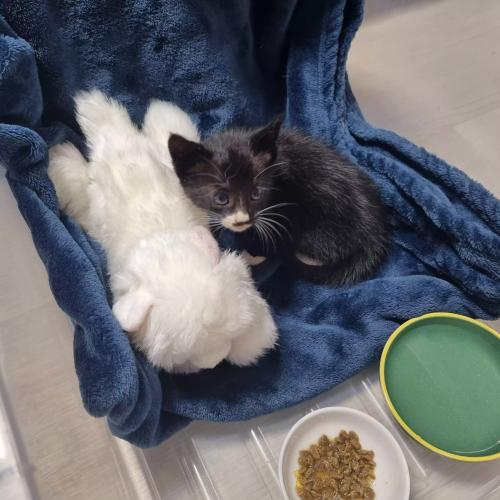 아기 고양이 임보나 집사되실분 찾아요