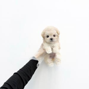 [ 35만원 ] 크림 타이니푸들 분양해요