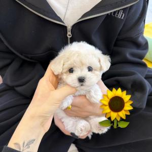 2개월령 푸숑분양