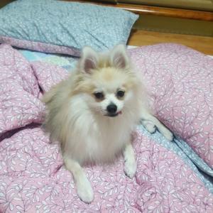 포메남자 강아지좀찾아주세요ㅠㅜㅠ