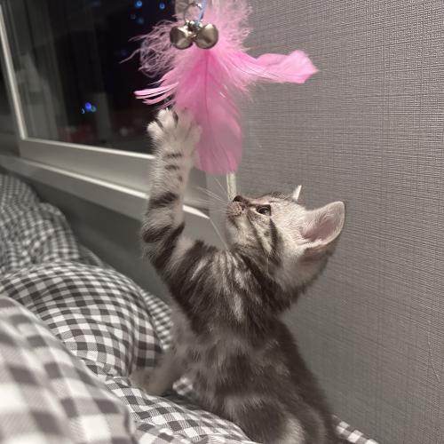 3개월 조금 넘은 아가 입양보내요