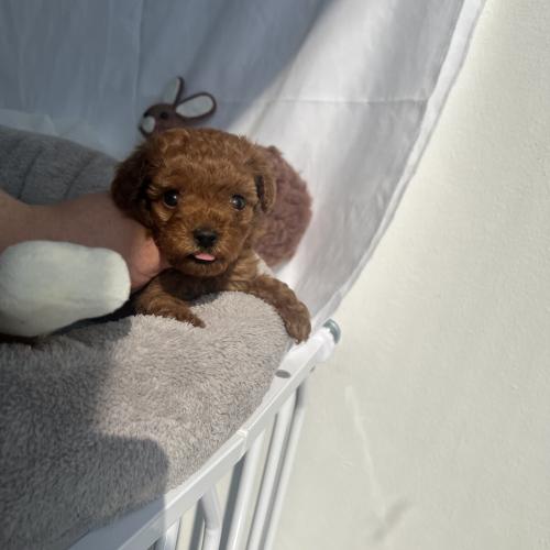 2개월정도 된 이쁜 토이푸들 아가 잘키워주실분 찾아요~!!