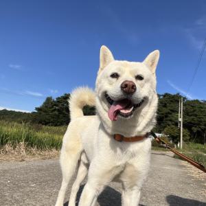 진돌이를 찾습니다